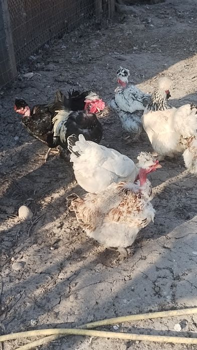 Ouă pentru incubat disponibile
