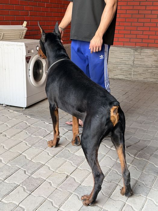 Доберман чистокровный