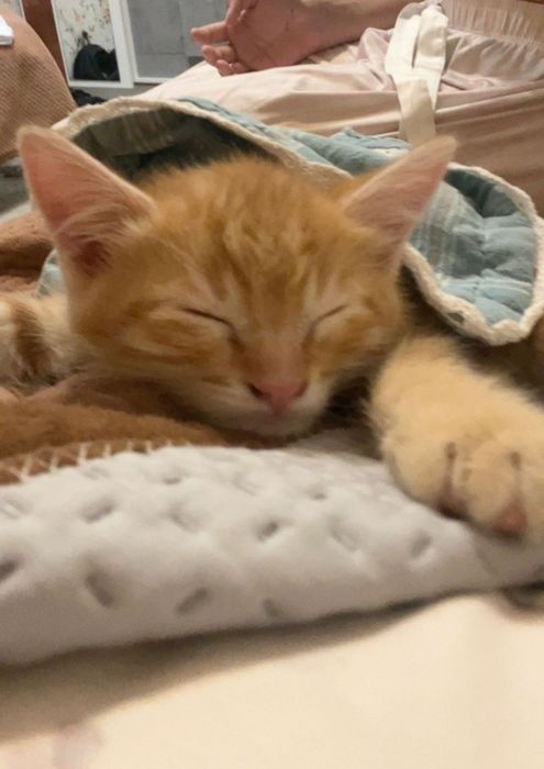 котенки продам срочно