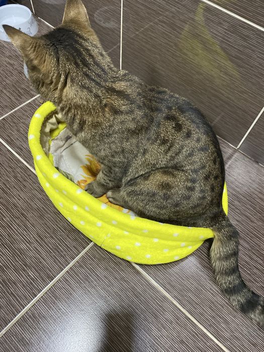 Отдам кота даром