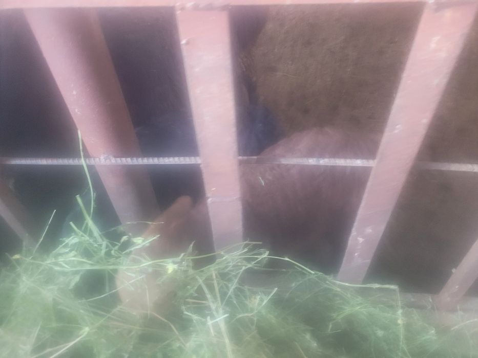 Козы козы козы козы