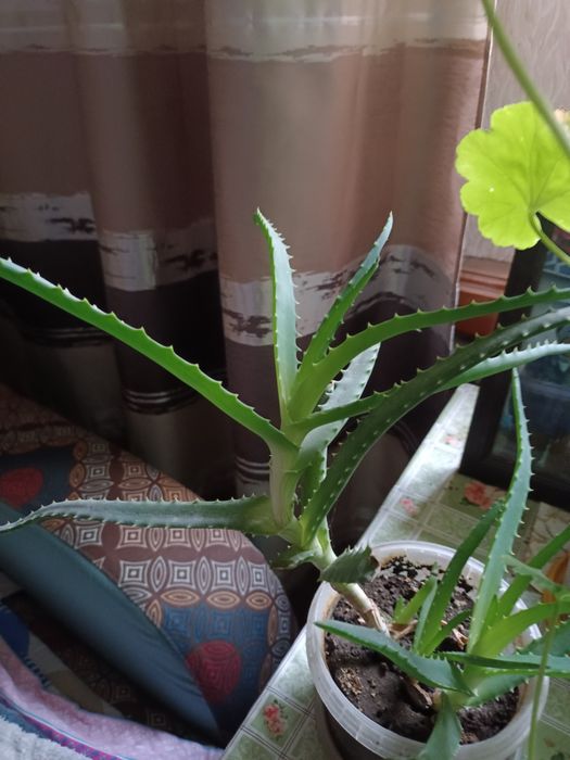 Комнатные цветы Алоэ