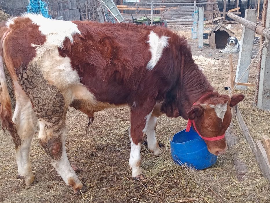 vând vaci gestante și fătate