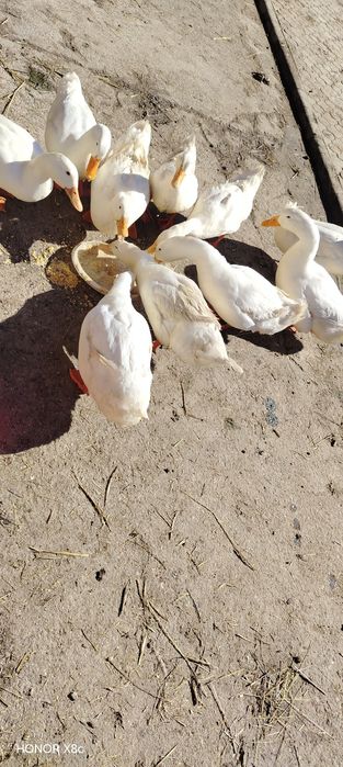 Vând 4 rățoi gălăgioși