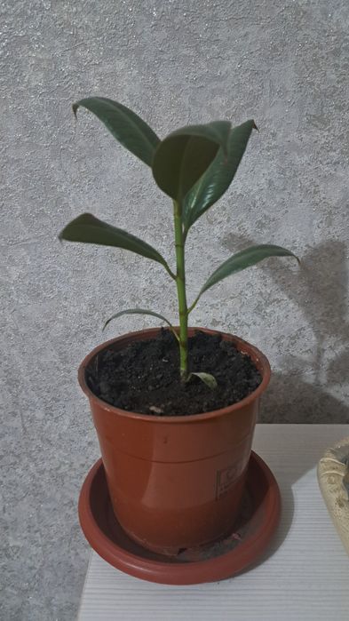 Фикус. Комнатные