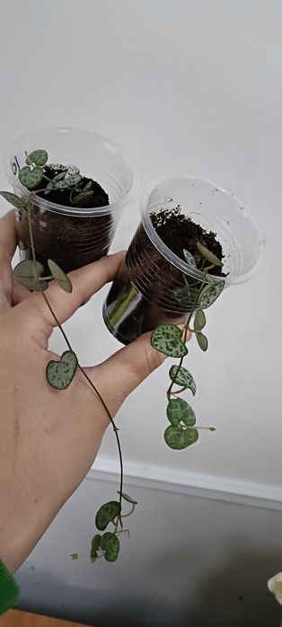 Церопегия:1000 тенге