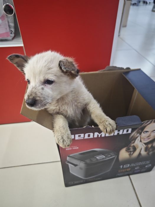 Отдается в добрые руки щенок