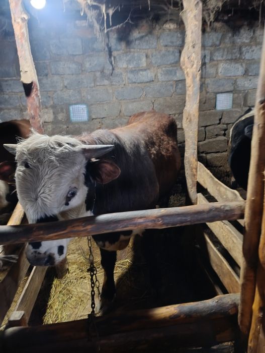 Продам годовалый бычков