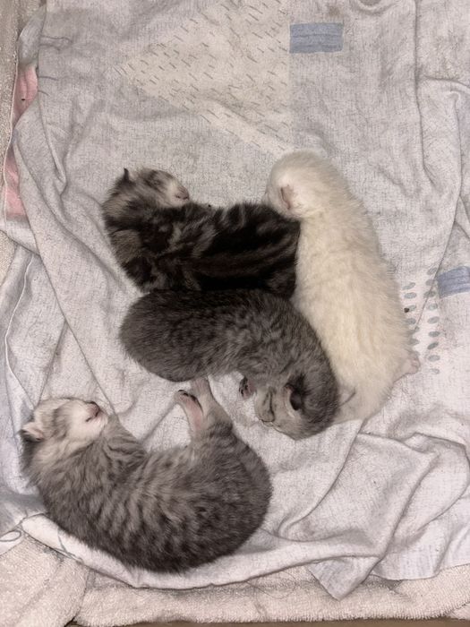 Шотландские котята