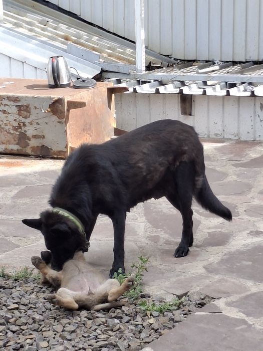 Продаются  щенки  ВЕО