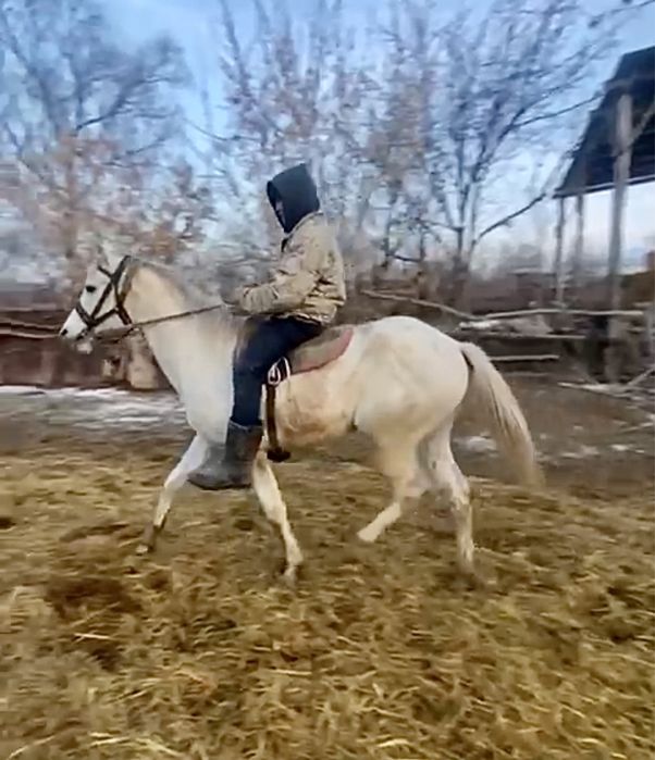 Лошадь, англоараб, жеребец, донен, байге