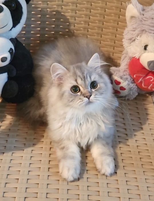 British longhair