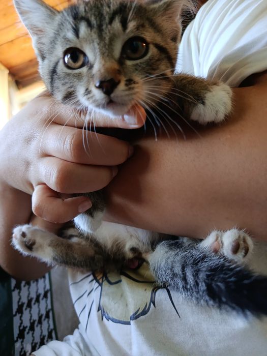 Отдам котят в хорошие руки