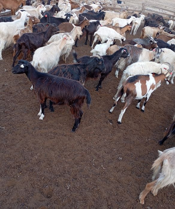 Vând 80 de capre