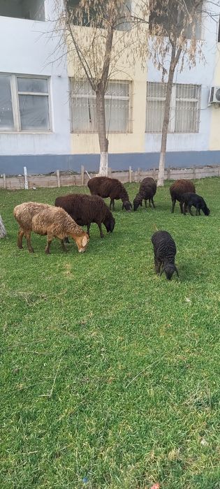 Хусори куйлар сотилади