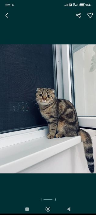 Кошка шотландская вислоухая девочка