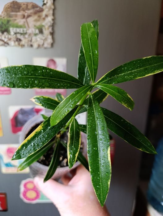 Олеандр вариегатный