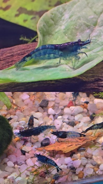 Plante acvariu, decorațiuni acvariu, creveti neocaridina blue
