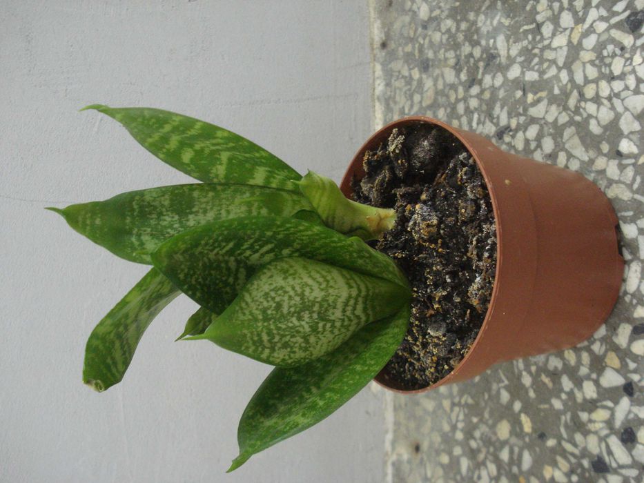 Традесканция, Сансевиера, Кактус, Калатея Розеопикта