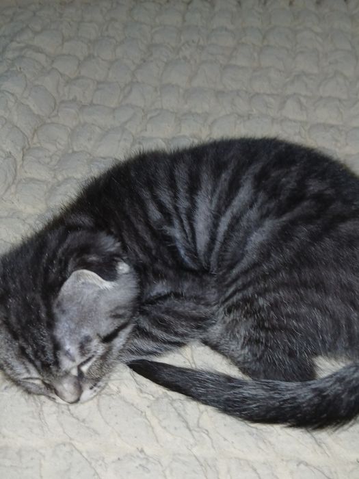 Шотландский кот,  продаются Өтіп кетті