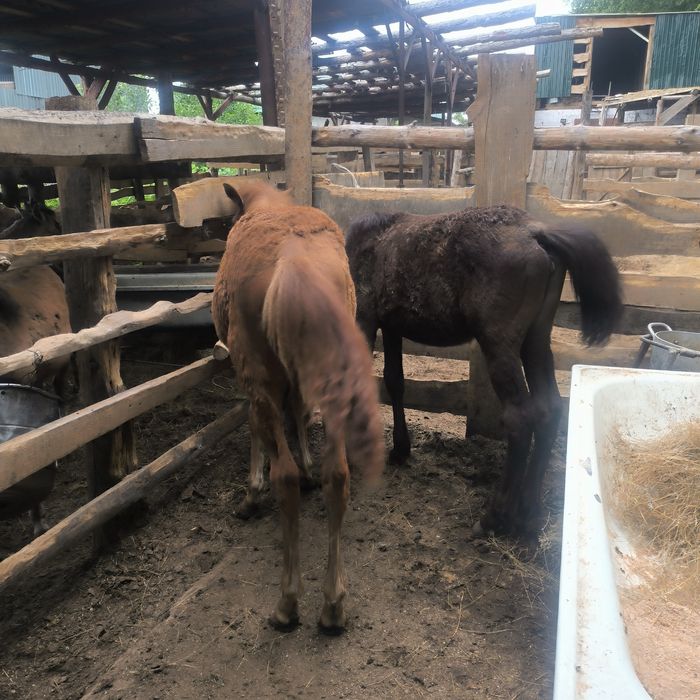 Құлындар сатылады