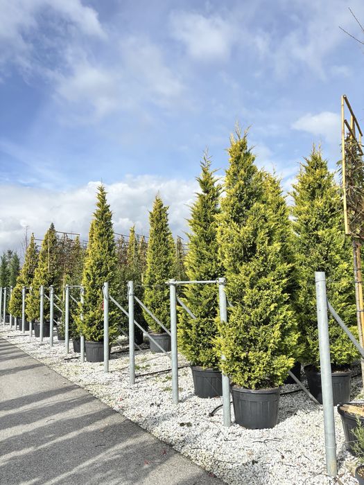 Leylandii gold rider toate dimensiunile