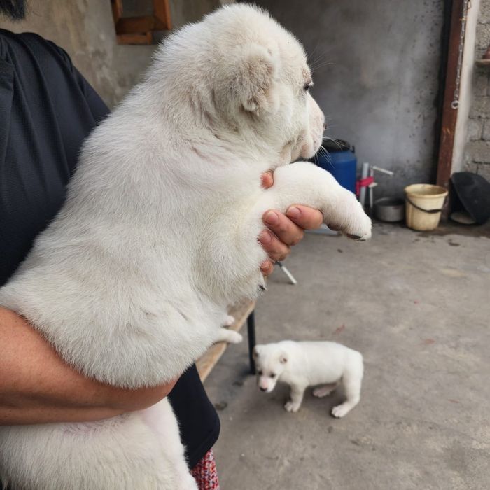 щенки алабая. белые.