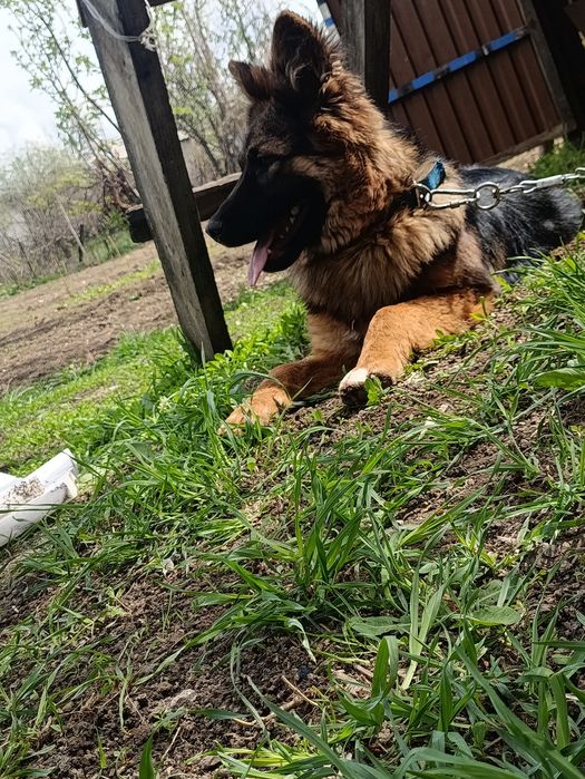 Немецкая овчарка  длино шорстная