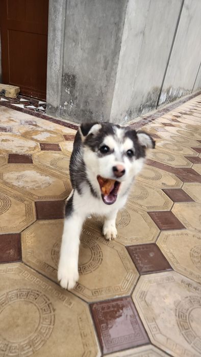 Продаётся собака . СРОЧНО!