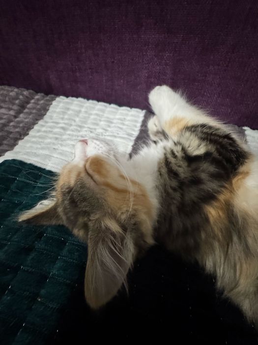 Котенок девочка 3 мес в добрые руки