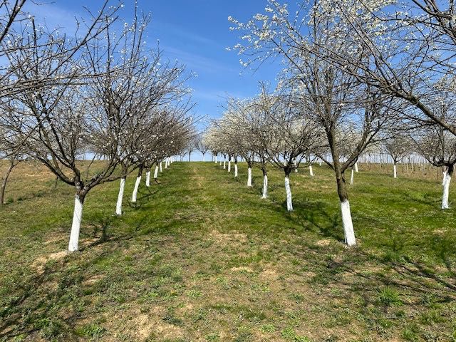 Vând Livada pruni + vie Paulesti