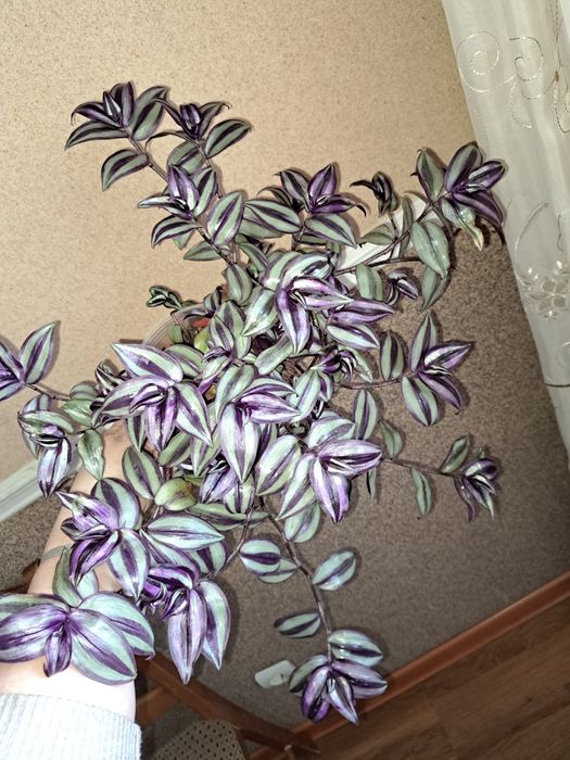 Продаю зебрины серебристые