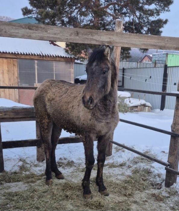 Продам тая на согым