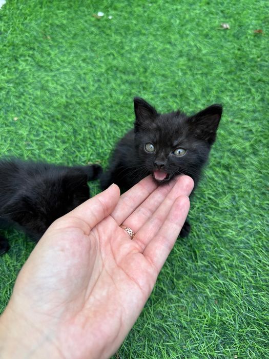 Отдам бесплатно котят
