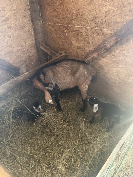 Capra anglonubian cu iezi