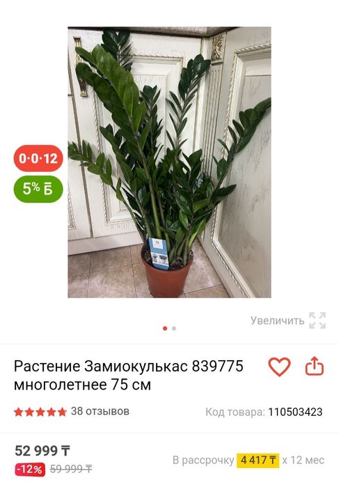 Растение замиокулькас многолетние