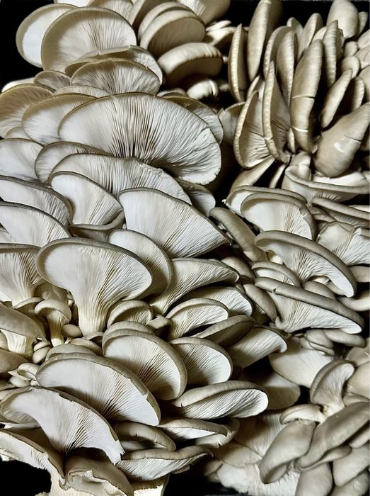 Продам Грибной бизнес