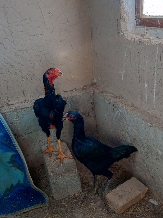 Дакен сатылады пара