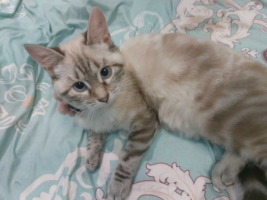 Потерялась кошка девочка домашняя оценок кофейный с пятнами