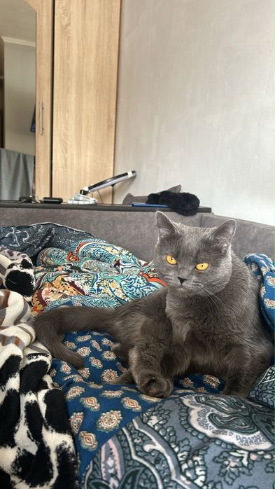 Отдам кошку в добрые руки