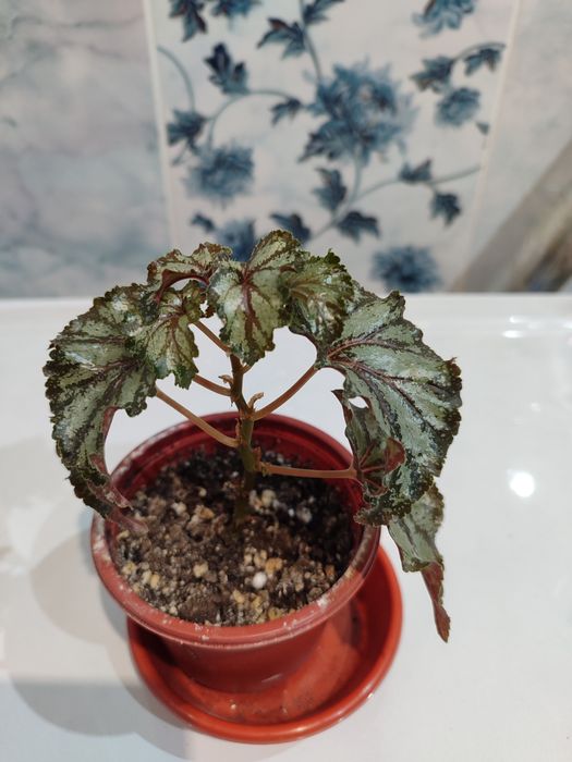 Бегонии разные Кейн