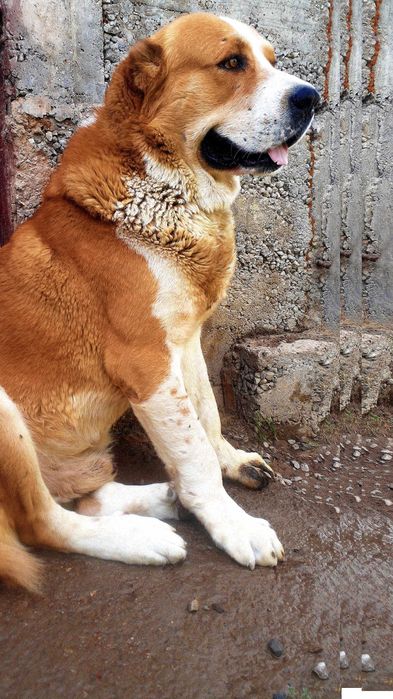 Кобель.. Для Вязки.. Төбет. САО