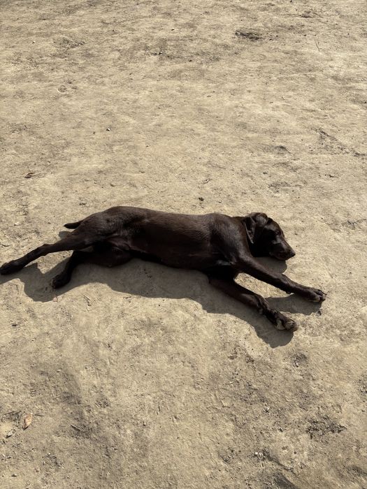 Кобель Курцхаар 7 Месячный