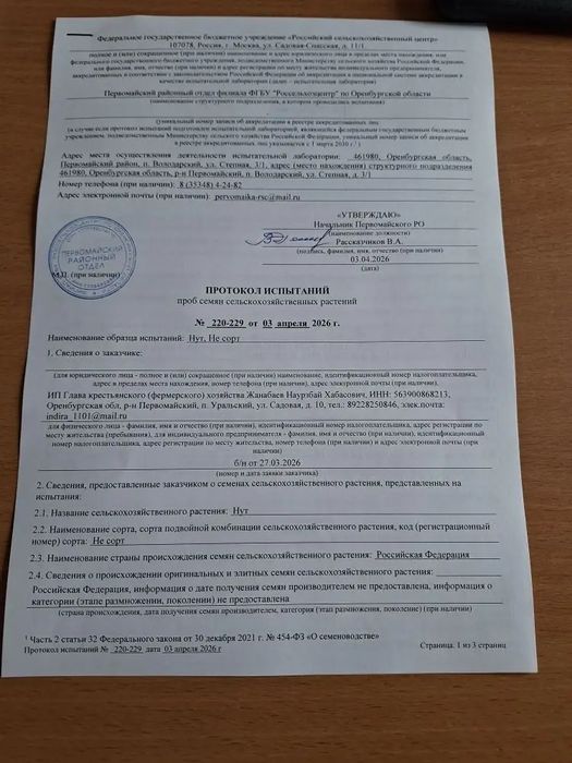 Семена красного нута