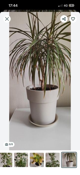 Продам комнатные цветы не дорого,