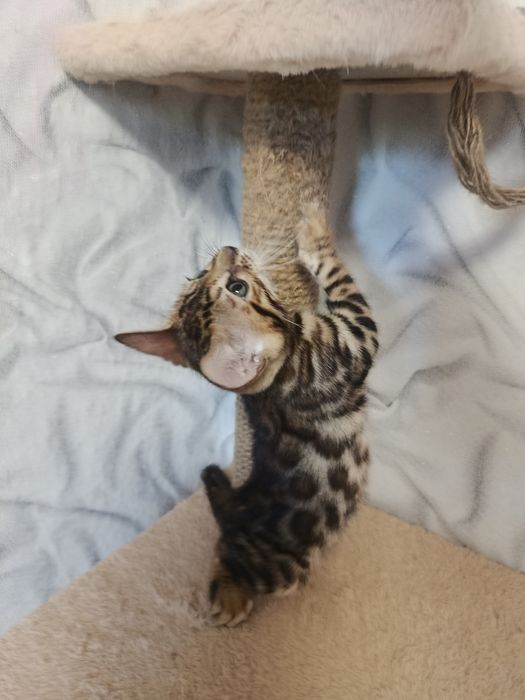 бенгальский котёнок