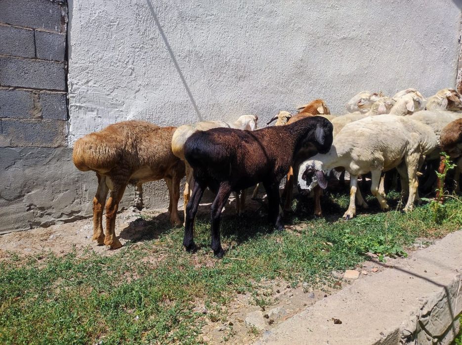 Продам Баранов (Кошкаров)