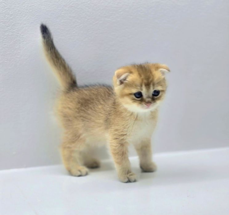 КошеЧка и КотИк шотландские #