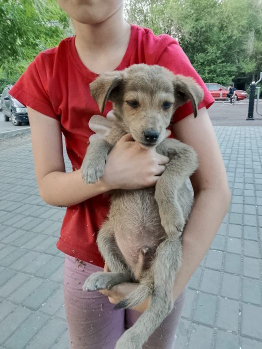 Щеночки ищут дом