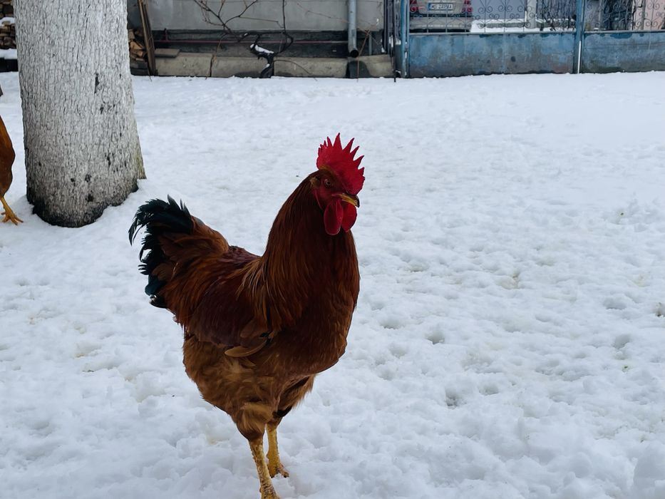 Cocosi tineri New Hampshire